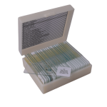 Basic Botany slide set of 25