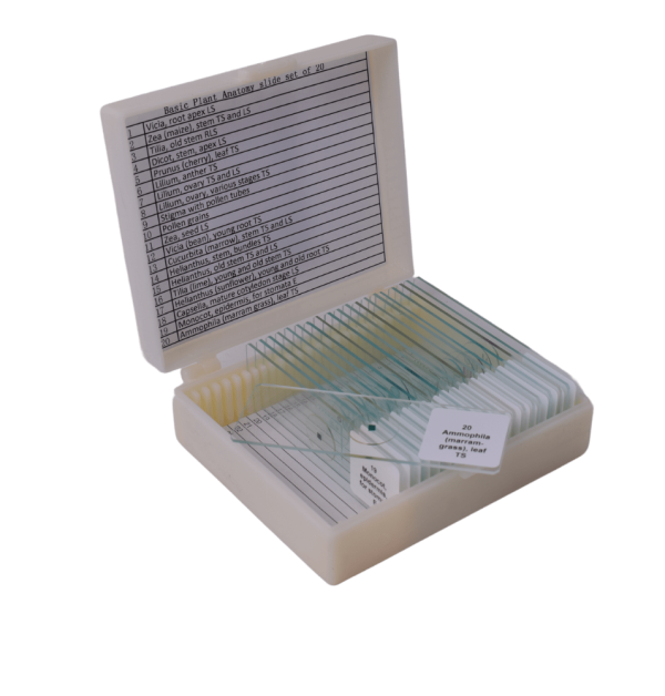 Basic Plant Anatomy slide set of 20