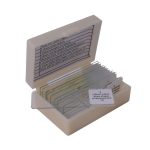 Cell Division slide set of 9