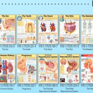 Endocrine System Sep - Wall Poster