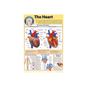 Human Heart - Wall Poster
