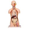Human Torso Natural size, 12 Parts