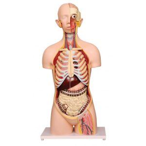 Human Torso Natural size, 12 Parts