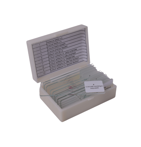 Mitosis & Meiosis Microscope Slides Set