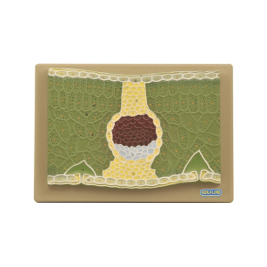 Model: Dicot Leaf V.S.