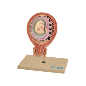 Model, Human Fetus