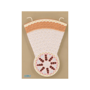 Model: Monocot Root T.S.