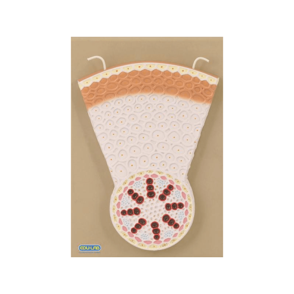 Model: Monocot Root T.S.