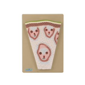 Model: Monocot Stem T.S.