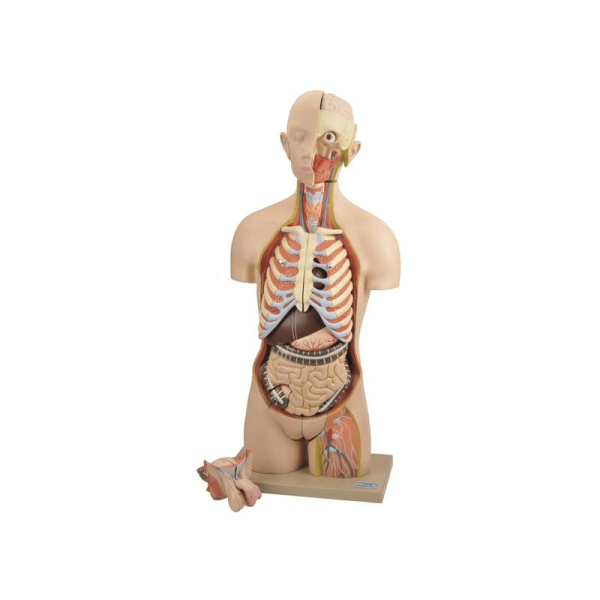 Model, Torso (Life Size) Interchangeable Sex Organs 14parts