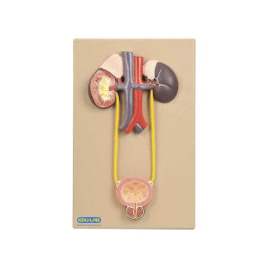 Model, Urinary Organs, Kidney and Bladder