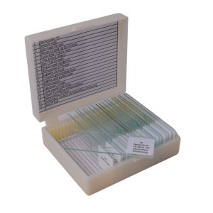 Plant Structure Microscope Prepared Slide Set