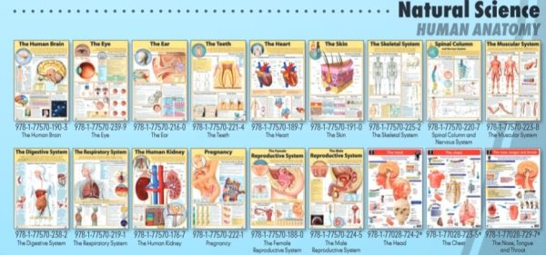 Respiratory System Sep, LL - Wall Poster