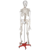 Skeleton Model - Life Size