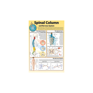 Spinal Column Poster