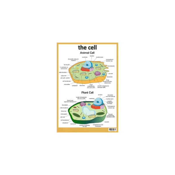 The Cell - Plant Cell and Animal Cell Wall Poster